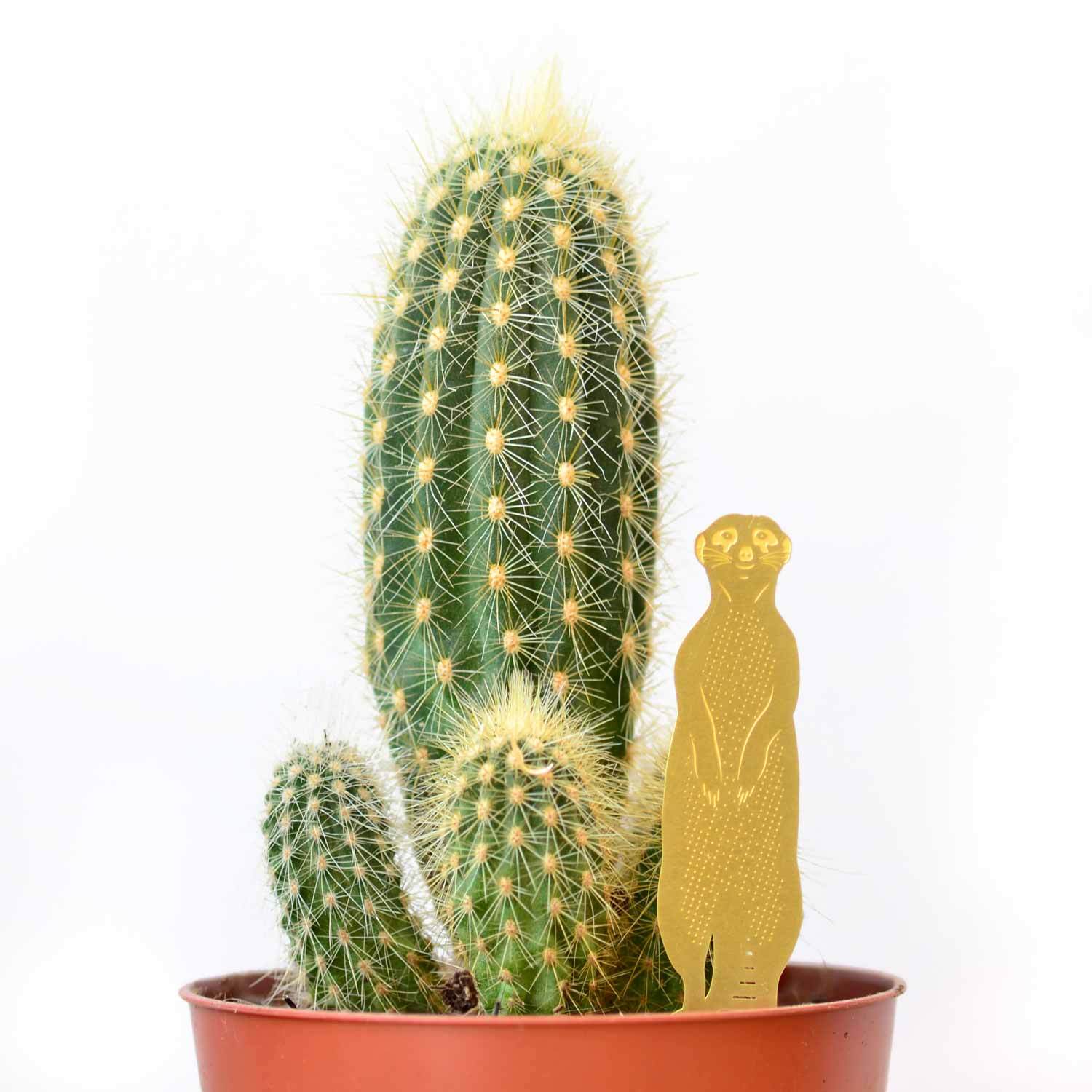 Another Studio Plant Animal Meerkat